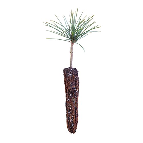 Western White Pine | Live Tree Seedling (Small) | The Jonsteen Company