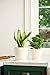 Mkono 6 Pack Plastic Plant Pots for Plants with Saucers, 5.5