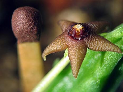 Las semillas orgánicas: 5 Stapelia parvula (semillas semillas Korn) la especie Stapelia smlest por Farmerly: Amazon.es: Jardín