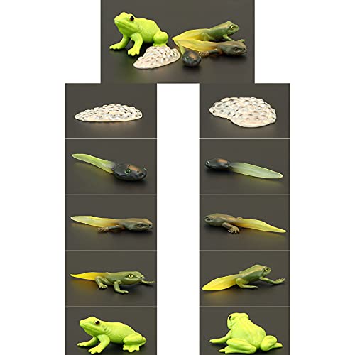 Tadpole Frog Kit Frog Life Cycle Toys Plastic Grow Frogs Fake Frog