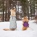 Kurgo Loft Dog Jacket, Reversible Dog Coat, Wear with Harness or Sweater, Water Resistant, Reflective, Winter Coat For Large Dogs (Deep Violet, L)