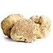 White Truffle Italian (Tuber magnatum, Trifola d'Alba Madonna) Italian White Truffle Mycelium Dried Seeds Spawn White Truffle Spores (0.5 oz / 14 g) by Don Porcini