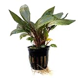 SubstrateSource Cryptocoryne undulata Live Aquatic Aquarium Plant