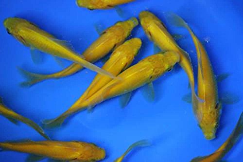 3-4 inch 6 pack live yellow comet goldfish for aquarium fish tank or koi pond