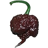 Chocolate Carolina Reaper HP22B Pepper Premium Seed Packet Record Hottest in The World + More