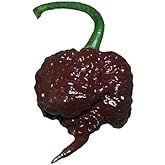 Chocolate Carolina Reaper HP22B Pepper Premium Seeds for Planting Packet Record Hottest in The World + More