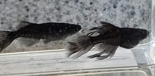 オロチヒカリスワロー オロチヒカリ体型ヒレ長 1ペア M Lサイズ メダカ生体 B081lcwsqm 7 800円 人気海外一番 100 品質保証 全品送料無料 即日出荷 Sale開催中