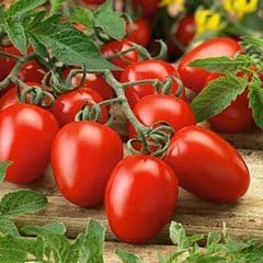 Nianyan Rare Roma Tomato Seeds,Premium Seeds!ON SALE! 85% Germination-150 SEEDS