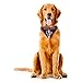 NFL Houston Texans Team Dog Bandana, Large, Blue