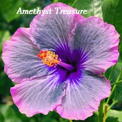Amethyst Treasure Hibiscus, Hibiscus Seeds, 10 Seeds, Perennial Hibiscus, Hibiscus Flower