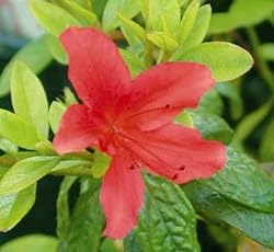 Blooming & Beautiful - Buccaneer Azalea - 3 gal
