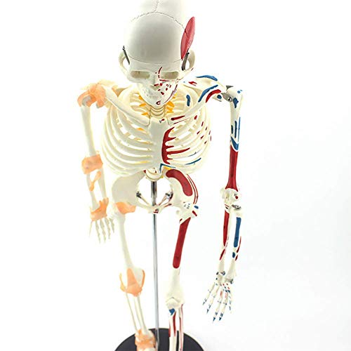 ZQDL Flexible Human Skeleton Anatomy Model,with The Half-Muscle Coloring Point Label Spine Nerve Medical Teaching Equipment - Thumbnail 2