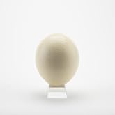 American Ostrich Farms | Ostrich Eggshell, X-Large, Natural Sheen | Authentic Decorative Shell Laid in USA