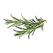 Click and Grow Smart Garden Rosemary Plant Pods, 3-Pack