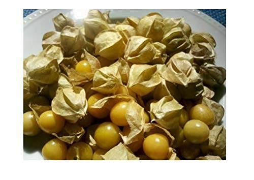 50 seeds Ground Cherry aka Strawberry Husk Tomato Physalis Pruinosa Tomatillo