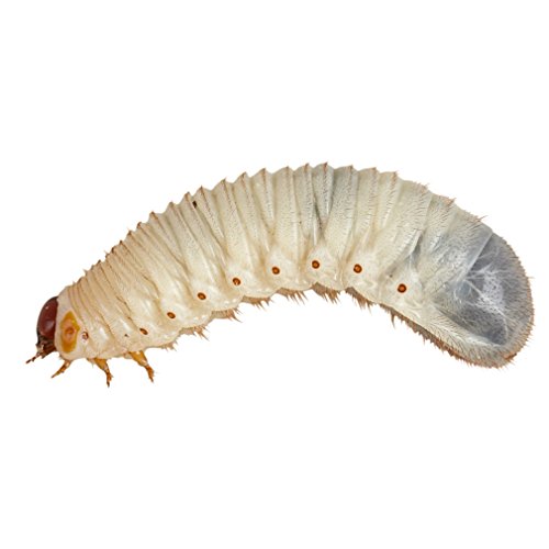 Fruit Beetle Pachnoda Grubs - 25-35mm - Approx 10