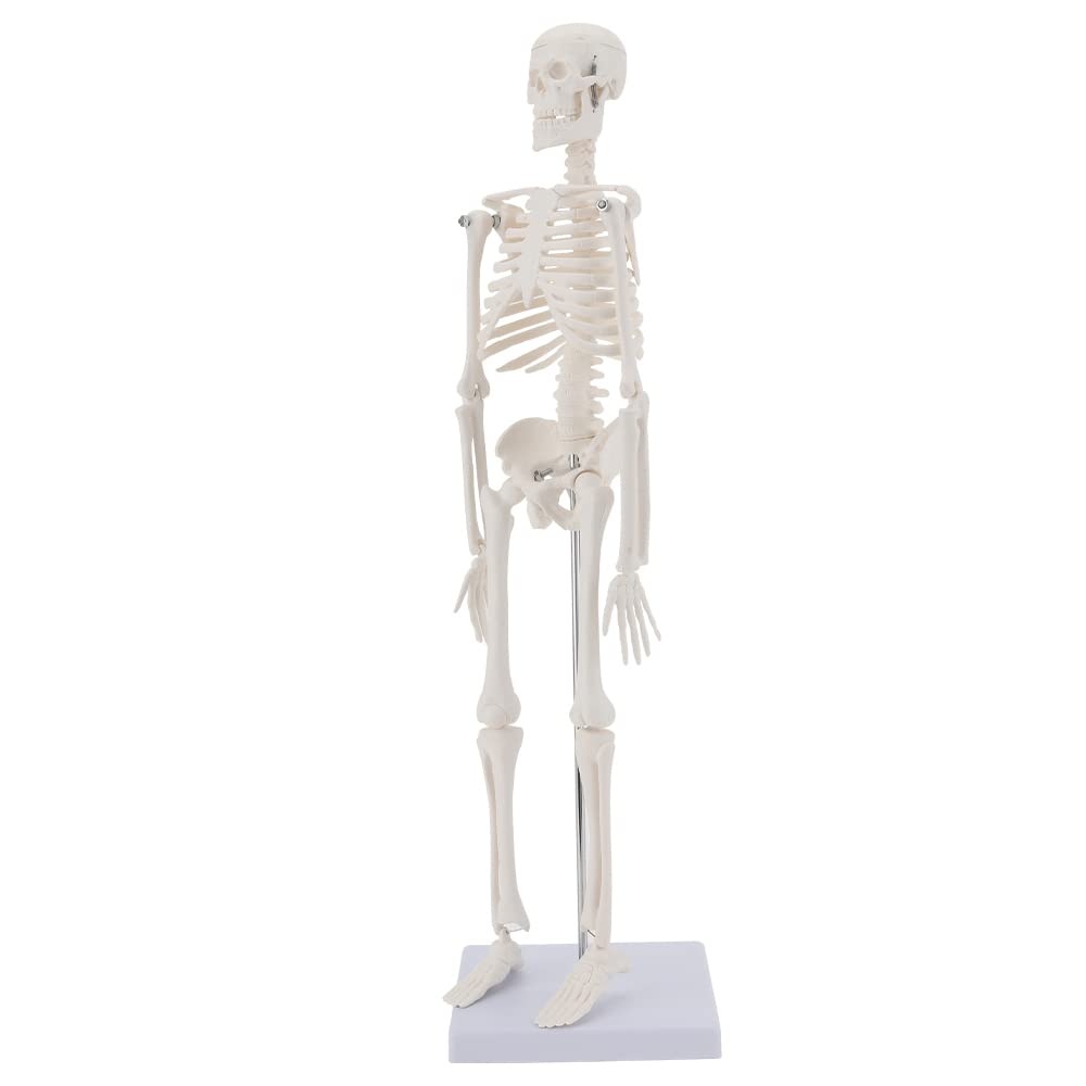 MIIRR Human Skeleton Anatomical Model, 17'' Mini Size Medical Skeleton Model with Movable Arms and Legs, Easy to Carry and Display for Anyone Study and Teaching