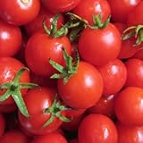 JayseedsTM Organic Cherry Tomato Sugar Sweetie 50 Seeds #992 Item Upc#650348691486