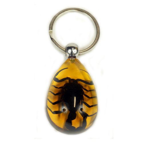 Black Scorpion Key Chain Tear Drop Amber