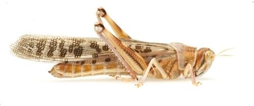 Locust Medium/Large Sack of 50 Size 3 20-28mm