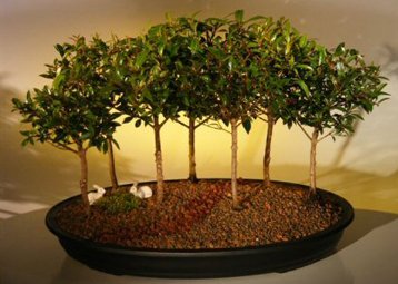 Flowering Brush Cherry Bonsai Tree Seven Tree Forest Group