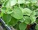 Cuban Oregano (Broadleaf Thyme) Live Herb Plant