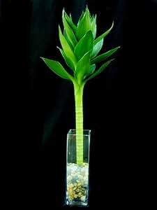 bamboo lotus lucky plants fengshui sanderiana dracaena leaves china amazon vase piece dp glass
