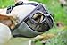 Short Snout Dog Muzzles - Adjustable Breathable Mesh Dog Muzzle with Eyehole for Bulldog Boston Terrier And Short-snouted Breeds to Anti-Biting Barking and Licking Chewing Barking Training Dog Mask
