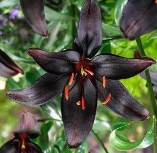 5BULBS 16-18cm +Pretty Flowering Perenials, Queen of The Night Lily Bulb, Root, Plant, Great Spectacular Flower Heads