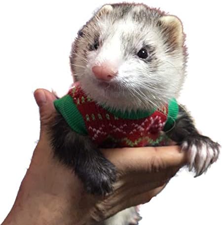 ferret clothes amazon