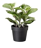 Ikea Artificial Potted Plant, Chinese Evergreen, 7.75 Inch