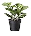 Ikea Artificial Potted Plant, Chinese Evergreen, 7.75 Inch