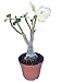 9GreenBox - White Angel Desert Rose Live Plant Ornament Decor for Home, Kitchen, Office, Table, Desk - Attracts Zen, Luck, Good Fortune - Non-GMO, Grown in The USA