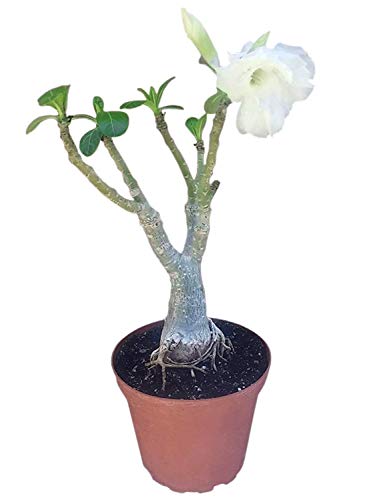 9GreenBox - White Angel Desert Rose Live Plant Ornament Decor for Home, Kitchen, Office, Table, Desk - Attracts Zen, Luck, Good Fortune - Non-GMO, Grown in The USA
