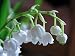 Lily of the Valley 15 Seeds-Convallaria-Shade Perennial