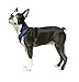 Gooby Choke Free Comfort X Soft Harness, Blue, Small