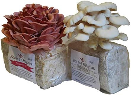 Pink and White Oyster Mushroom Farm Bundle - All in One Indoor Growing Kit