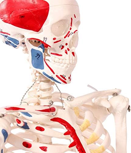 Autozone 人体骨格模型 直立 スタンド 付 高精度 筋肉起始 85cm 1 2モデル