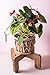 Mid Century Indoor Plant Stand Modern Brown 14 Inch Decorative Wooden Flower Vase Pot Holder Corner Wood Potted Organizer Minimalist Planter Rack Centerpiece Housewarming Gif - POT NOT INCLUDED
