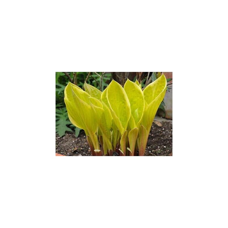 Abiqua Moonbeam Hosta
