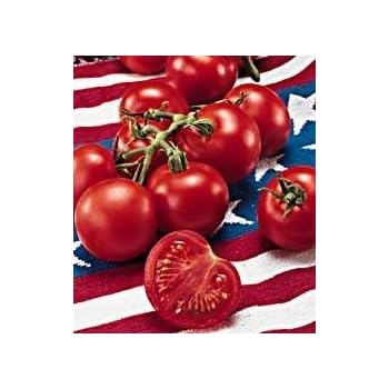 Amazon.com : Fourth of July Hybrid Tomato 25 Seeds - Early Variety! : Vegetable Plants : Garden