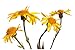 Wild Foods Arnica Flower #12 Dried Whole Arnica Flowers, Non-GMO, All Natural, Non-irradiated (External use only) (4 ounce)