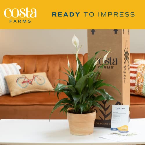 Costa Farms Peace Lily Plant, Live Indoor Houseplant with Flowers
