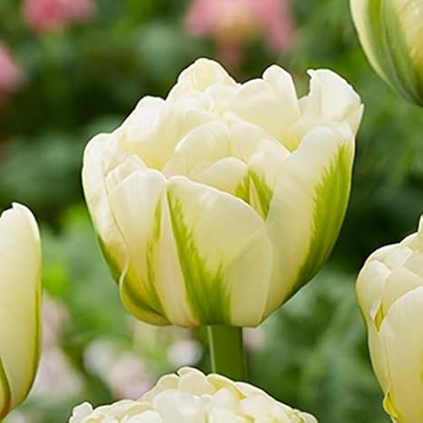 Amazon 国華園 チューリップ 球根 早期販売 ユーコン 6球 21年春商品 球根