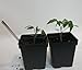 48 Transplant/Seedling Plastic Pots (3.25 Inch) and Transplant Tool (Bundle of 2) Total 49 Pieces