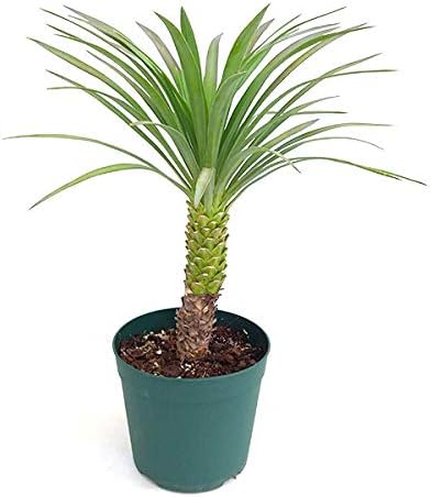 Amazon ユッカ デスメティアーナ 6号鉢植え 冬に美しい葉色となる耐寒性の強いユッカ 観葉植物 オンライン通販