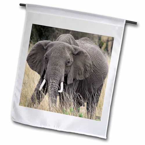 3dRose fl_9895_1 African Elephant, Loxodonta Africana, Masai Mara National Park…