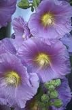 Halo Lavender Hollyhock Certified Alcea rosea 25 Seeds #68 Item UPC#650348691561