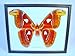 Biggest In The World 8 In Atlast Moth(F),Real A1 Taxidermy Frame Gift
