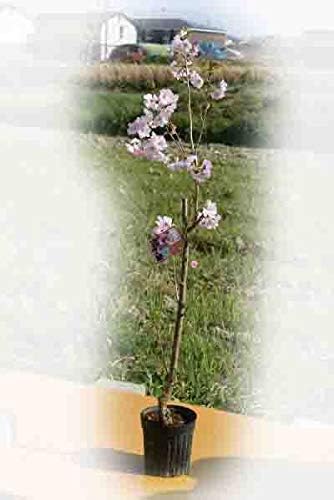 Amazon 桜の苗木 桜苗 アーコレード桜 観葉植物 オンライン通販